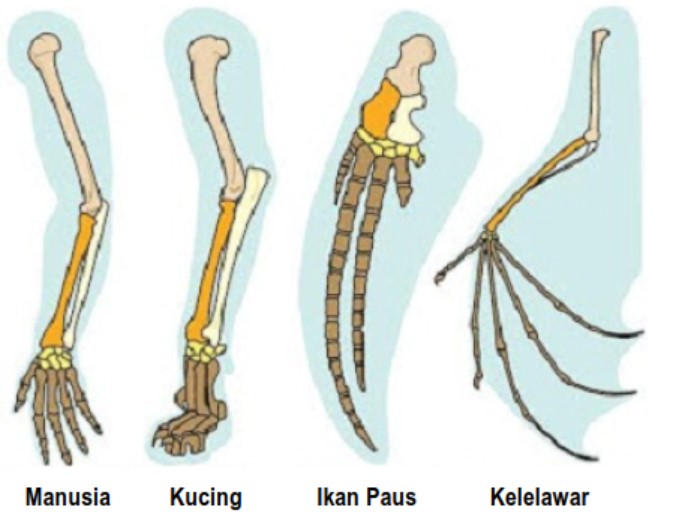 Pembahasan Biologi UTBK 2019 PDF