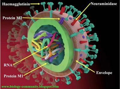 Virus Flu Burung Virus Berbahaya Selain Corona