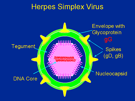 Virus Herpes Simplex Virus Berbahaya Selain Corona